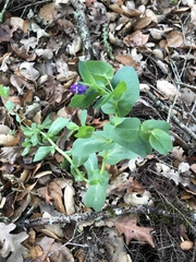 Cerinthe major