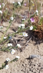 Cryptantha clevelandii
