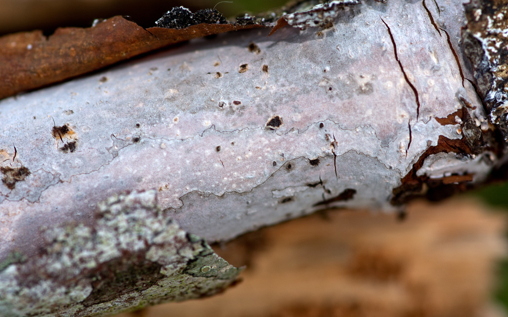 Peniophora decorticans image