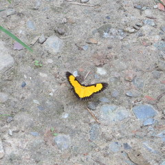 Xanthyris flaveolata