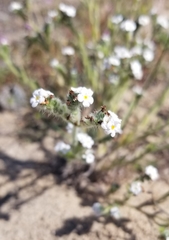 Cryptantha clevelandii