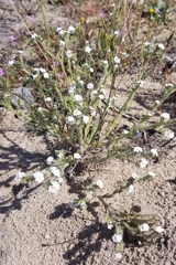 Cryptantha clevelandii