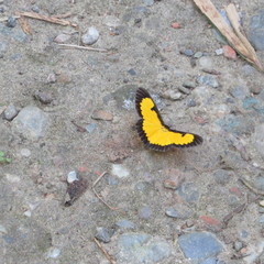 Xanthyris flaveolata