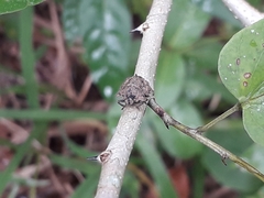 Cyrtocoris