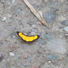 Xanthyris flaveolata