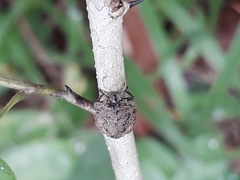 Cyrtocoris