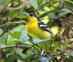 Common Iora photo 1