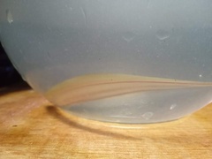 Sternopygidae