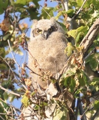 Bubo virginianus