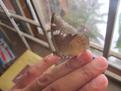 Euthalia aconthea