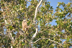 Bubo virginianus