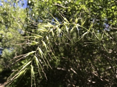 Elymus californicus