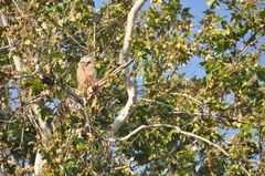 Bubo virginianus
