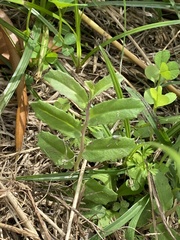 Lobelia concolor