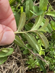 Lobelia concolor