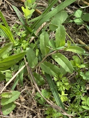 Lobelia concolor