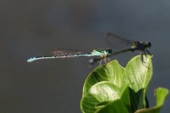 Austroagrion exclamationis