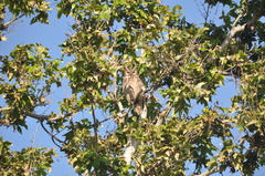 Bubo virginianus