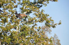 Bubo virginianus