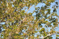 Bubo virginianus