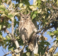 Bubo virginianus