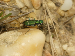 Cicindela patruela