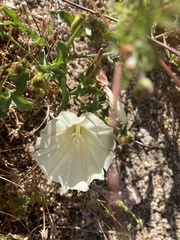 Calystegia peirsonii