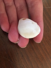 Laevicardium serratum