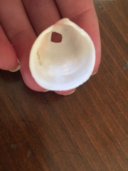 Laevicardium serratum