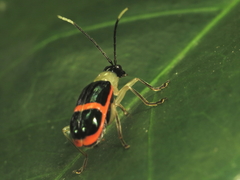 Paratriarius adonis