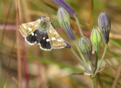 Heliothodes diminutiva