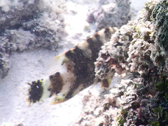 Cheilinus chlorourus