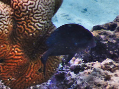 Acanthurus nigrofuscus