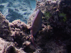 Acanthurus nigrofuscus