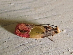 Eumarozia malachitana