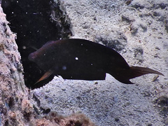 Acanthurus nigrofuscus