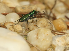 Cicindela patruela