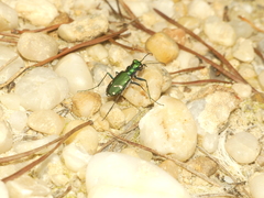 Cicindela patruela
