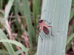 Hypselonotus bitrianguliger