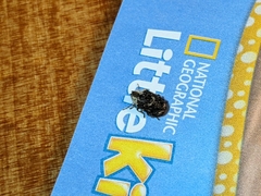 Trichodesma cristata