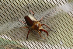 Sphaenognathus bellicosus