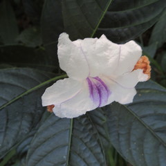 Ruellia tubiflora