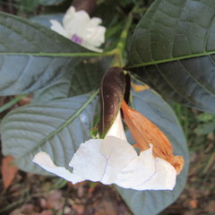 Ruellia tubiflora