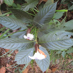Ruellia tubiflora