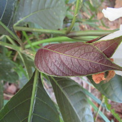 Ruellia tubiflora