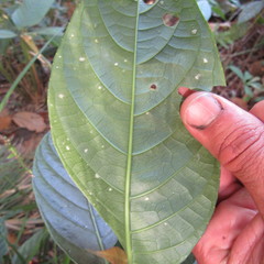 Ruellia tubiflora