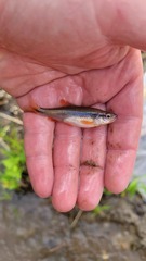 Notropis lutipinnis