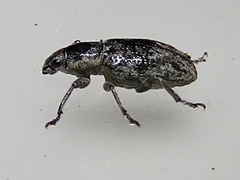 Tanymecus confusus