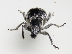 Tanymecus confusus