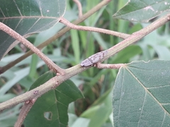 Conoderus fuscofasciatus